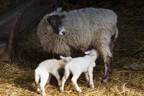 Овца и новорождённые ягнята — стоковое фото