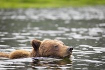 Grizzli nageant dans l'eau — Photo de stock