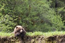 Медведь гризли лежит на траве — стоковое фото