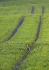 Rabbit hops down tire track — Stock Photo