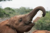 Bevande lefanti latte — Foto stock