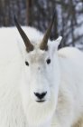 Close up de cabras de montanha — Fotografia de Stock