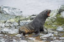 Антарктический тюлень, лежащий на камнях — стоковое фото