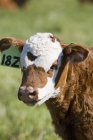 La faccia del vitello in un campo — Foto stock