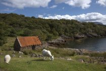 Pascolo di pecore in un campo — Foto stock