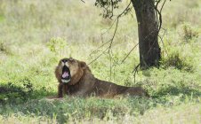 Löwe gähnt, als er liegt — Stockfoto