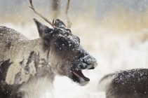 Caribou in snowstorm with it's mouth open — Stock Photo
