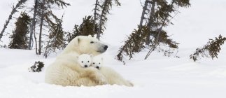 Полярний ведмідь свиноматка і дитинчата — стокове фото