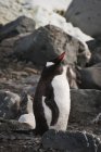 Gentoo пінгвіна на відкритому повітрі — стокове фото
