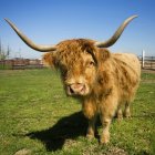 Highland шотландської яловичини — стокове фото