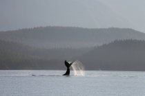 Горбатый кит лежит на спине — стоковое фото