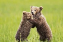 Бурий ведмідь дитинчат Гра на озері — стокове фото
