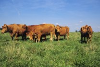 Manada de vitelos pastando em pastagens verdes — Fotografia de Stock