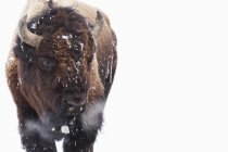 Bisonte en la nieve standig - foto de stock