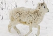 Dall sheep walking over snow — Stock Photo