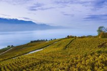 Виноградники и озеро Генуя — стоковое фото