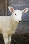 Baby lamb against the wall — Stock Photo