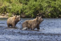 Deux jeunes ours bruns — Photo de stock