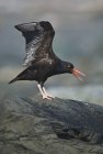 Black oystercatcher stretches wings — Stock Photo
