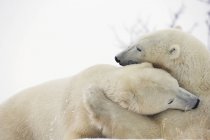 Polar bears fighting — Stock Photo