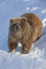 Куб бурого медведя на снежной горке — стоковое фото