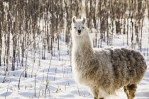 Single llama in snow — Stock Photo