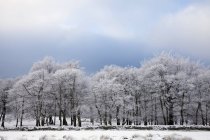 Дерева, покриті hoar морозу — стокове фото