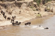 Міграція антилоп проти води — стокове фото