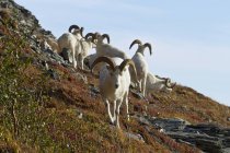 Carneros de oveja de Dall en cresta en otoño - foto de stock