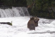 Ursos castanhos poupando para salmão — Fotografia de Stock
