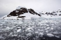 Pedaços de gelo flutuando na água — Fotografia de Stock