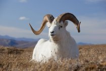 Dall Sheep Ram Lies On High Mountain — Stock Photo