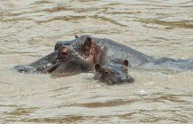 Гіпопотама для дорослих з дитиною — стокове фото