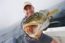 Чоловік тримає свіжу спійману рибу тріски на човні — стокове фото