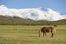 Chevaux islandais pâturant sur un champ de montagne — Photo de stock
