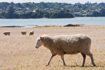 Moutons marchant dans les champs — Photo de stock