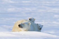 Cachorros oso polar - foto de stock