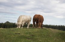 Коровы, пасущиеся бок о бок — стоковое фото