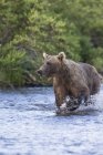 Urso marrom caminha para baixo — Fotografia de Stock
