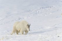 Mountain goat walking in snow — Stock Photo