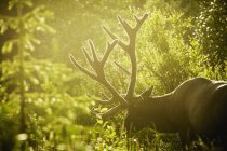 An elk with large antlers grazing — Stock Photo