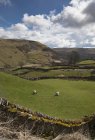 Pascolo di pecore in un campo — Foto stock