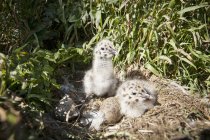 Птенцы чайки с крылышками — стоковое фото