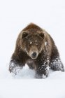 Urso marrom caminha através da neve — Fotografia de Stock