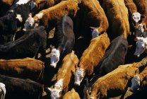 Говяжий скот на откормочной площадке — стоковое фото