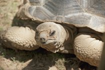 Closeup of tortoise on ground — Stock Photo