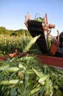 Récolte du maïs doux — Photo de stock