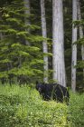 Черный медведь питается клевером — стоковое фото