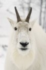 Горный козел в снегу — стоковое фото