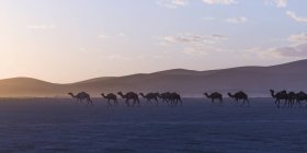 Camels walking in ro — Stock Photo